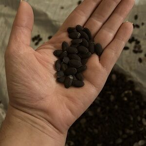 Luffa seeds
